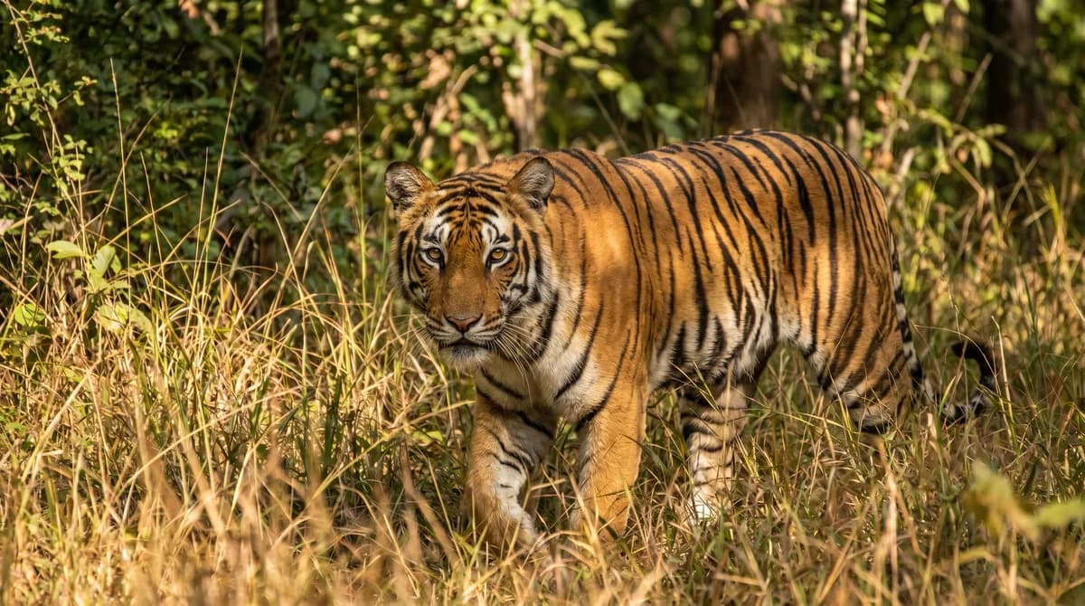 Big Cats