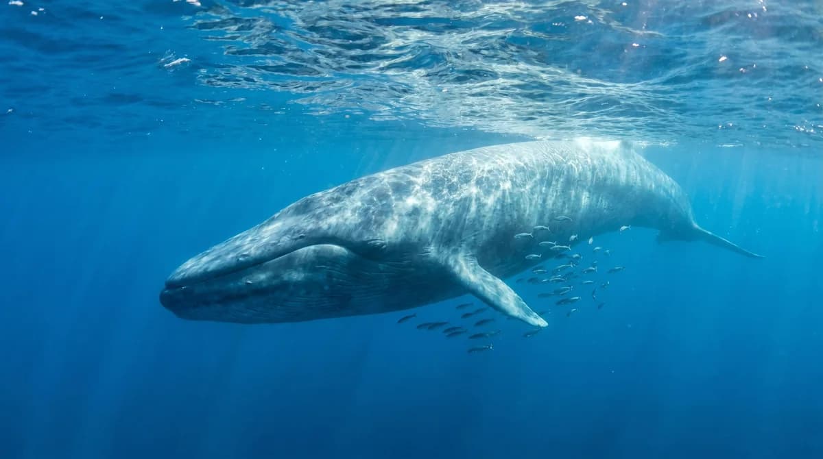 Ocean Giant Facts for Kids: 24 Amazing Things About Whales and Sea Giants