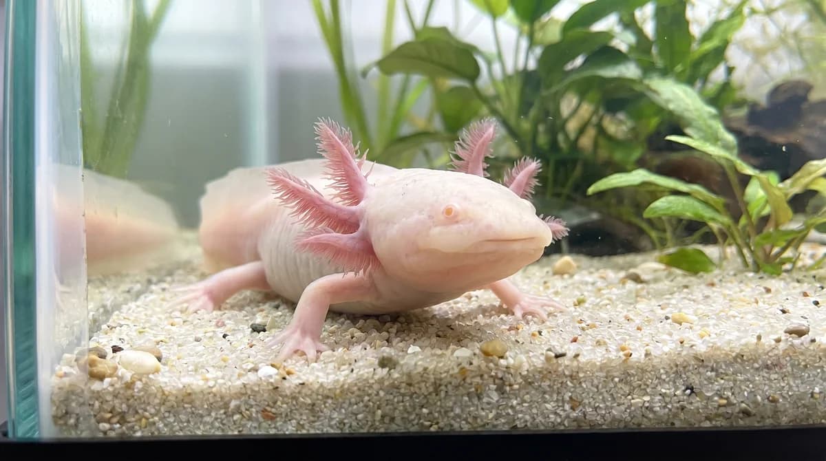 Weird Animal Facts for Kids: 24 of the Strangest Creatures on Earth
