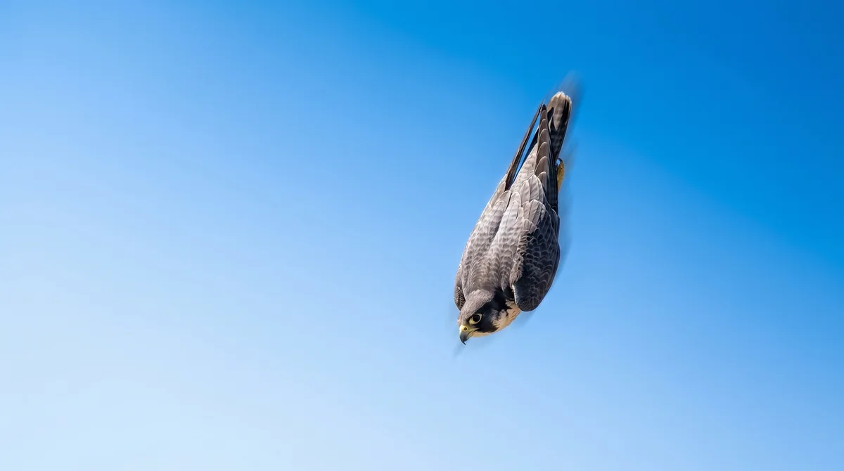 A peregrine falcon diving with wings tucked against a blue sky