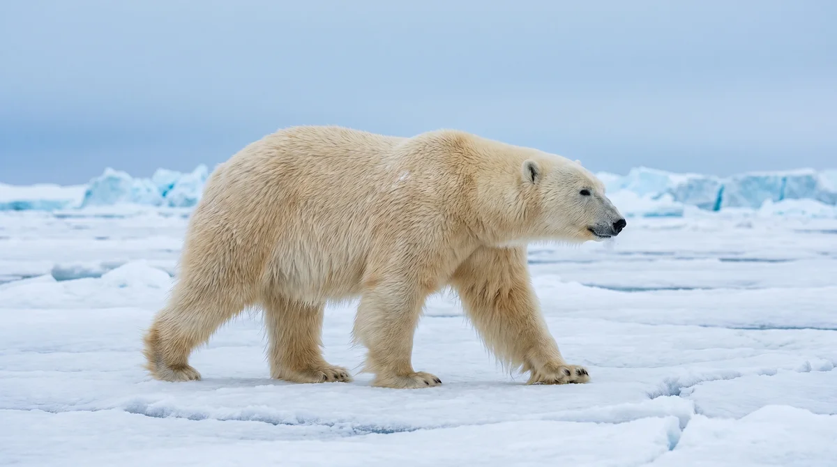 A polar bear walking across Arctic sea ice